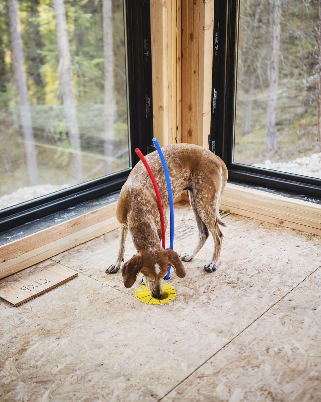 マディのインスタグラム：「Plumbing rough in is done! Electrical rough in is done! Insulation this week and onto drywall ✨⁣ ⁣ (also everyone knows the tub drain is the #1 spot to maybe possibly find treats, always worth checking I suppose)」