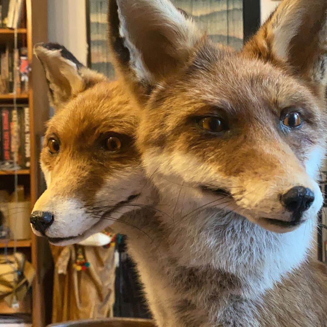 アムステルダム・タトゥー・ミュージアムのインスタグラム：「Double headed fox」
