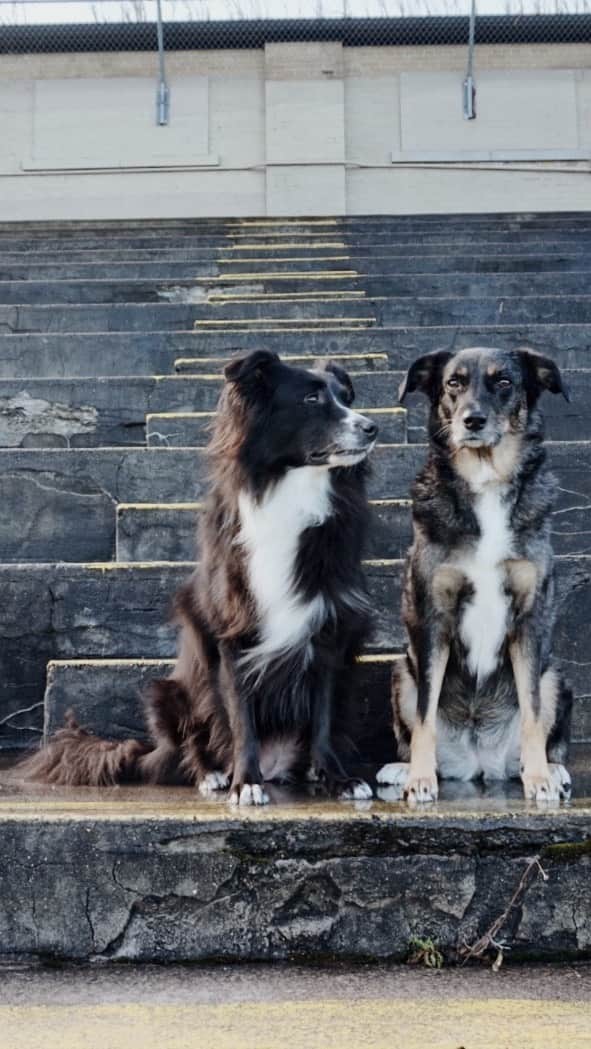 Emily McCrackenのインスタグラム：「Exercise with the energizer bunny...and Della. #muttadventures  #weeklyfluff #dogs」