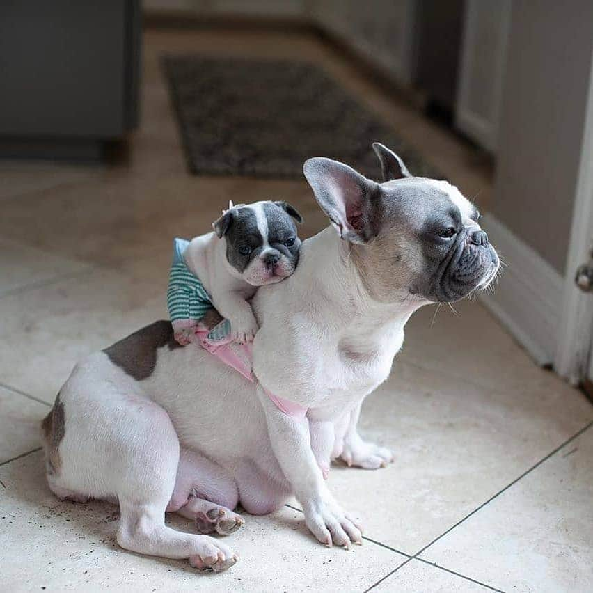 French Bulldogさんのインスタグラム写真 - (French BulldogInstagram)「Horseback riding 😍🐕❤️🐾 @maventhefrenchie . . . . . #frenchbulldog #frenchbulldogsofinstagram #frenchbulldogs #frenchbulldogpuppy #frenchbulldoglove #afrenchbulldog #frenchbulldoglovers #frenchbulldogcrew #frenchbulldogeurope #frenchiefansunited #frenchie #frenchielove #frenchiegram #afrenchieaday #frenchieoftheday #frenchielife #frenchiephotos #frenchiefanatics #ilovemyfrenchie #frenchiesoverload #squishyfacecrewbulldog #frenchielover #adogslife #doglover #dogsofinstagram #frenchies #frenchielife #instafrenchie」10月2日 1時45分 - frenchie.world