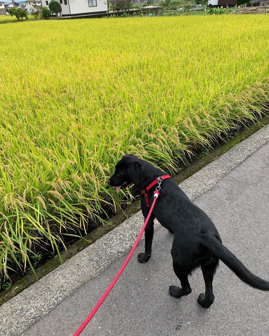 藤井惠さんのインスタグラム写真 - (藤井惠Instagram)「にゃーにゃーさんと😽 わんわんちゃん🐕‍🦺✨  #そろそろ稲刈りですね〜」10月2日 2時09分 - megumi_fujii