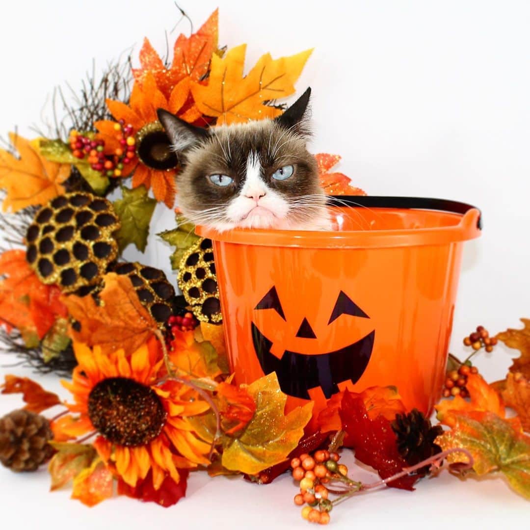Grumpy Catさんのインスタグラム写真 - (Grumpy CatInstagram)10月2日 2時17分 - realgrumpycat