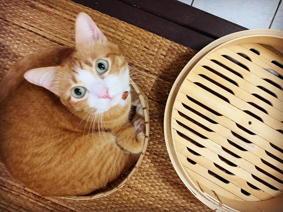 tamatamagoさんのインスタグラム写真 - (tamatamagoInstagram)「蒸籠より小さい籠に入ってた😆😆 　 Honey~!! This basket is too small for you!! 😆😆 　 😼おやすみにゃ。フィット感が良いにゃよ✨✨👀 　 　 2020/10/02 　  #猫　#ねこ　#猫好きさんと繋がりたい #ねこすたぐらむ #にゃんすたぐらむ #にゃんだふるらいふ #茶トラ　#茶トラ男子部 #茶白　#ちゃとら #ちゃとら猫 #保護猫　#タイ猫　#แมว #ทาสแมว #thaicat #catthailand #cats_of_instagram #orangetabby #gingercat #orangetabbycat #gingercatsofinstagram #gingercatsrule」10月2日 2時34分 - tamatamago