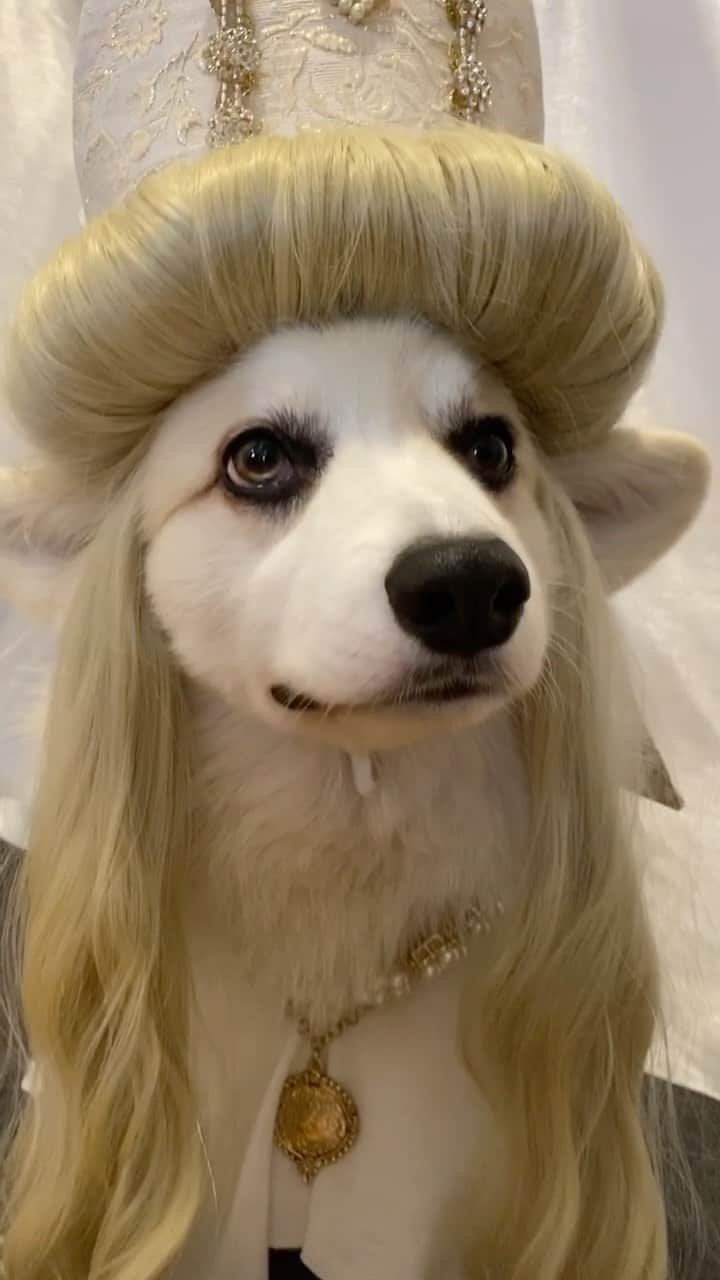 Winston the White Corgiのインスタグラム：「#HalloWEENston 2020 Reveal: The illustrious, titillating #MoiraRose from #SchittsCreek!  @schittscreek @instadanjlevy @annefrances #Halloween」