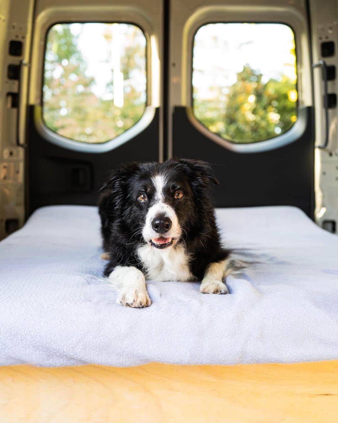 Andrew Knappのインスタグラム：「That post-physio glow. ✨  It’s looking like the next few months are gonna be about getting the parts together and planning out the van build. Once next year comes I’ll be ready to start putting all the pieces together! I need this van to be extra dog friendly. What features should a dog friendly van have?」