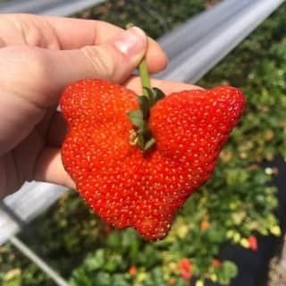 uglyfruitandvegのインスタグラム：「The Strawbutterflyberry Returns! 🍓🦋 Pic by @meaghan_lara」