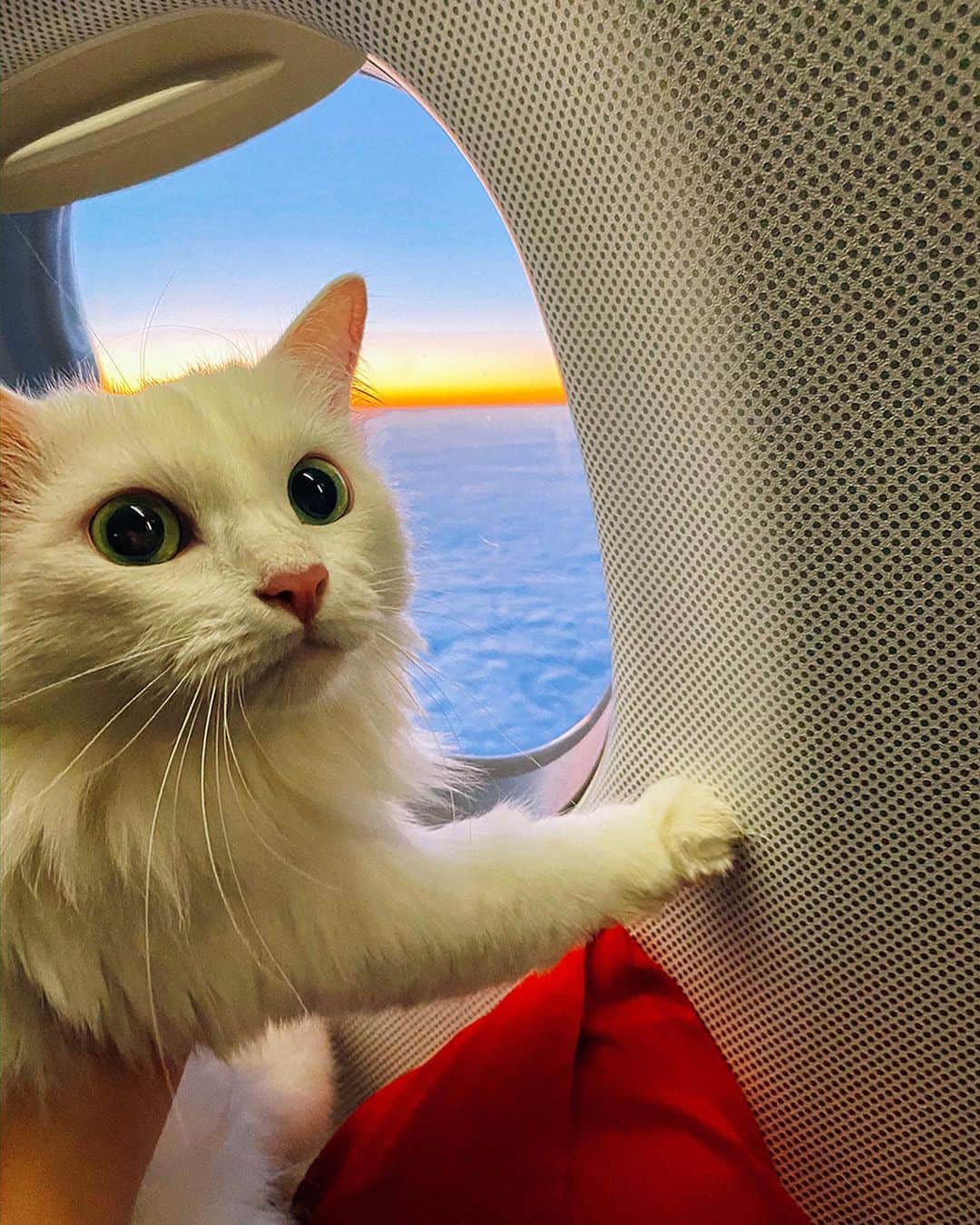 Melissa Einsteinさんのインスタグラム写真 - (Melissa EinsteinInstagram)「Про перевозку кошки в США (часть 2) ⠀  Что нужно, чтобы перевезти кошку в США? ⠀  Во-первых, забронировать место в самолете для питомца. Дело в том, что у авиакомпаний есть ограничения по количеству животных, перевозимых на борту, как правило от 2 до 5, поэтому необходимо сообщить перевозчику о том, что вы планируете везти животное. Так же, не разрешается в одном салоне находиться животным-антагонистам. Ну типа кошка и собака по понятным причинам. Нам повезло, на всех сегментах – а это 3 самолёта – Айса была единственным мохнатым пассажиром в салоне. ⠀  Во-вторых, у животного должен быть ветеринарный паспорт, в котором помимо основной информации типа возраста, клички и породы должны быть отметки о всех вакцинациях. ⠀  Кстати, о прививках – их нужно делать не позднее, чем за месяц до поездки, а за две недели провести дегельминтизацию, и обработку от блох и клещей, и вклеить в паспорт соответствующие наклейки. ⠀  Для въезда в США обязательной является одна прививка – против бешенства. Однако, чтобы получить в России международный сертификат для выезда, вам понадобится сделать остальные вакцинации. ⠀  Так же кошка должна быть чипирована, иначе, опять же, вам не выдадут сертификат для выезда. ⠀  Продолжение следует」10月31日 6時27分 - melissa_scottish