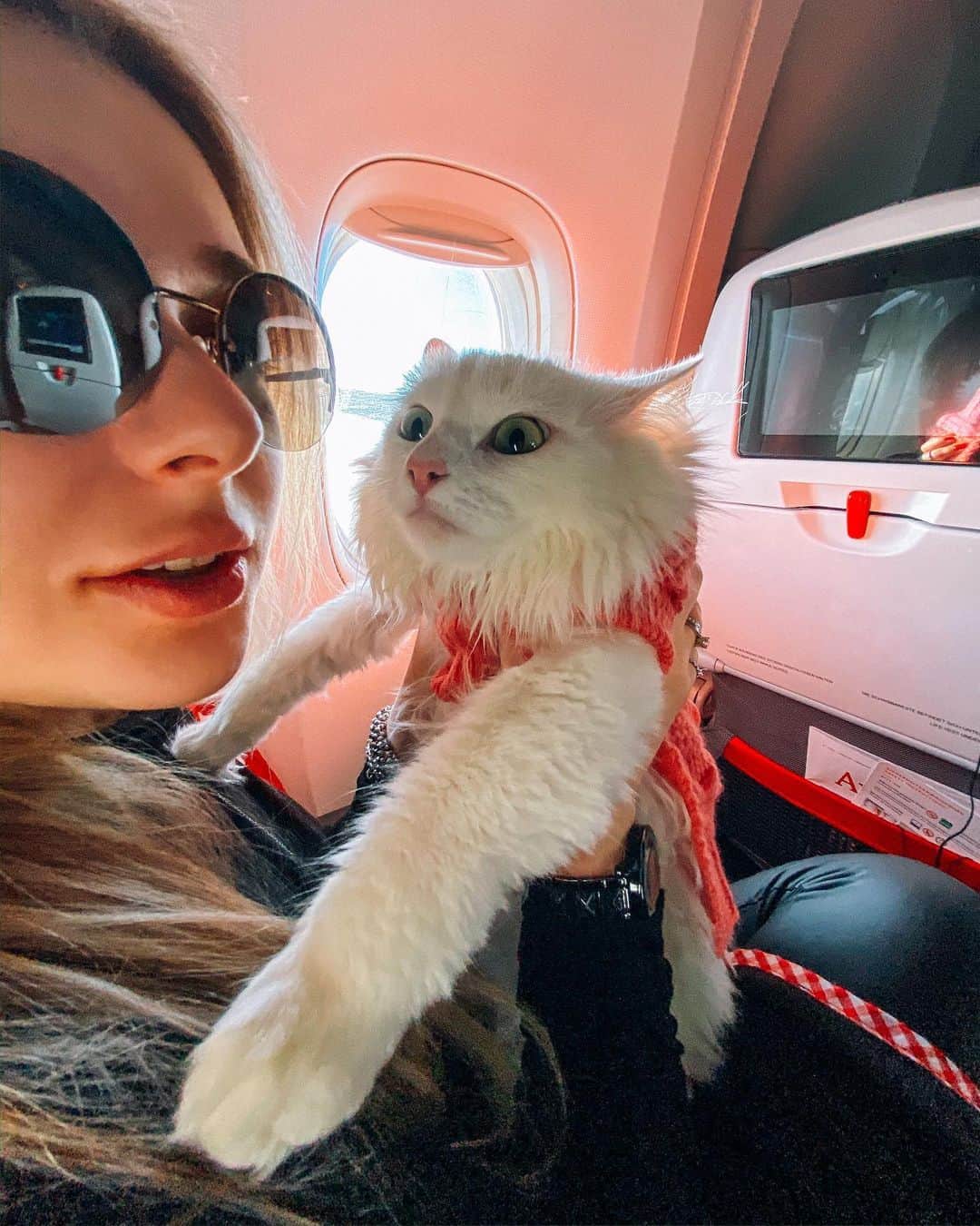 Melissa Einsteinさんのインスタグラム写真 - (Melissa EinsteinInstagram)「Про перевозку кошки в США (часть 2) ⠀  Что нужно, чтобы перевезти кошку в США? ⠀  Во-первых, забронировать место в самолете для питомца. Дело в том, что у авиакомпаний есть ограничения по количеству животных, перевозимых на борту, как правило от 2 до 5, поэтому необходимо сообщить перевозчику о том, что вы планируете везти животное. Так же, не разрешается в одном салоне находиться животным-антагонистам. Ну типа кошка и собака по понятным причинам. Нам повезло, на всех сегментах – а это 3 самолёта – Айса была единственным мохнатым пассажиром в салоне. ⠀  Во-вторых, у животного должен быть ветеринарный паспорт, в котором помимо основной информации типа возраста, клички и породы должны быть отметки о всех вакцинациях. ⠀  Кстати, о прививках – их нужно делать не позднее, чем за месяц до поездки, а за две недели провести дегельминтизацию, и обработку от блох и клещей, и вклеить в паспорт соответствующие наклейки. ⠀  Для въезда в США обязательной является одна прививка – против бешенства. Однако, чтобы получить в России международный сертификат для выезда, вам понадобится сделать остальные вакцинации. ⠀  Так же кошка должна быть чипирована, иначе, опять же, вам не выдадут сертификат для выезда. ⠀  Продолжение следует」10月31日 6時27分 - melissa_scottish