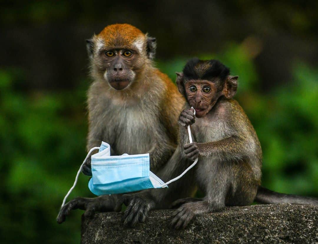 AFP通信さんのインスタグラム写真 - (AFP通信Instagram)「AFP Photo 📷 @mrasfan - Macaque monkeys play with a face mask, used as a preventive measure against the spread of the COVID-19 novel coronavirus, left behind by a passerby in Genting Sempah in Malaysia’s Pahang state on October 30, 2020. #covid_19 #covid #coronavirus #facemask」10月31日 6時29分 - afpphoto