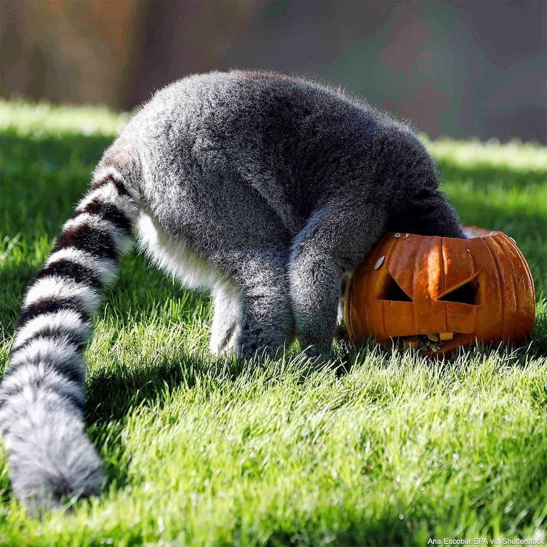 ABC Newsさんのインスタグラム写真 - (ABC NewsInstagram)「Lemurs at the biopark in Valencia, Spain, got into the Halloween spirit with a spooky jack-o'-lantern to play with. #lemurs #spain #halloween #spooky #jackolantern #international」10月31日 6時29分 - abcnews