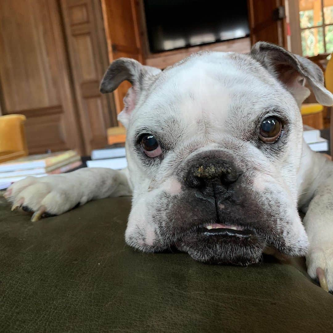 ブルックリン・デッカーさんのインスタグラム写真 - (ブルックリン・デッカーInstagram)「We lost our sweet Billie Jean today. She gave us 12 years of happiness- 3 years ago they told us she had a few months left to live, at the time we laughed that she was going to live so long she could say “3 months? I’m going 3 years!” And she did just that. The first day we got Billie, we brought her home to our apartment— our friends, interns at the time, called into their internships sick so they could run over & play with her. We played for hours and hours then went to grab a quick lunch- we couldn’t bring Billie Jean with us and we didn’t have any doggy gates, so we left her in the bathtub for about 20 minutes... we got back and walked in excitedly to grab her, only to discover that she had pooped all over the bathtub and herself, we all stared in shock- andy walked up to her and vomited right on top of her— on top of our brand new puppy! I was very clearly in over my head and woefully unprepared. So yeah, that was day 1 with BJ and one of the funniest memories of my life. That set the tone. My life with her was full of laughs and chaos. She snuggled me through every bad day, every sick day, and when my babies were born. Thank you to every friend and family member who loved her like their own. Dogs really do love us so much better than we deserve. Thank you, sweet girl, for loving us so well. I’ll always love you.」10月31日 6時34分 - brooklyndecker