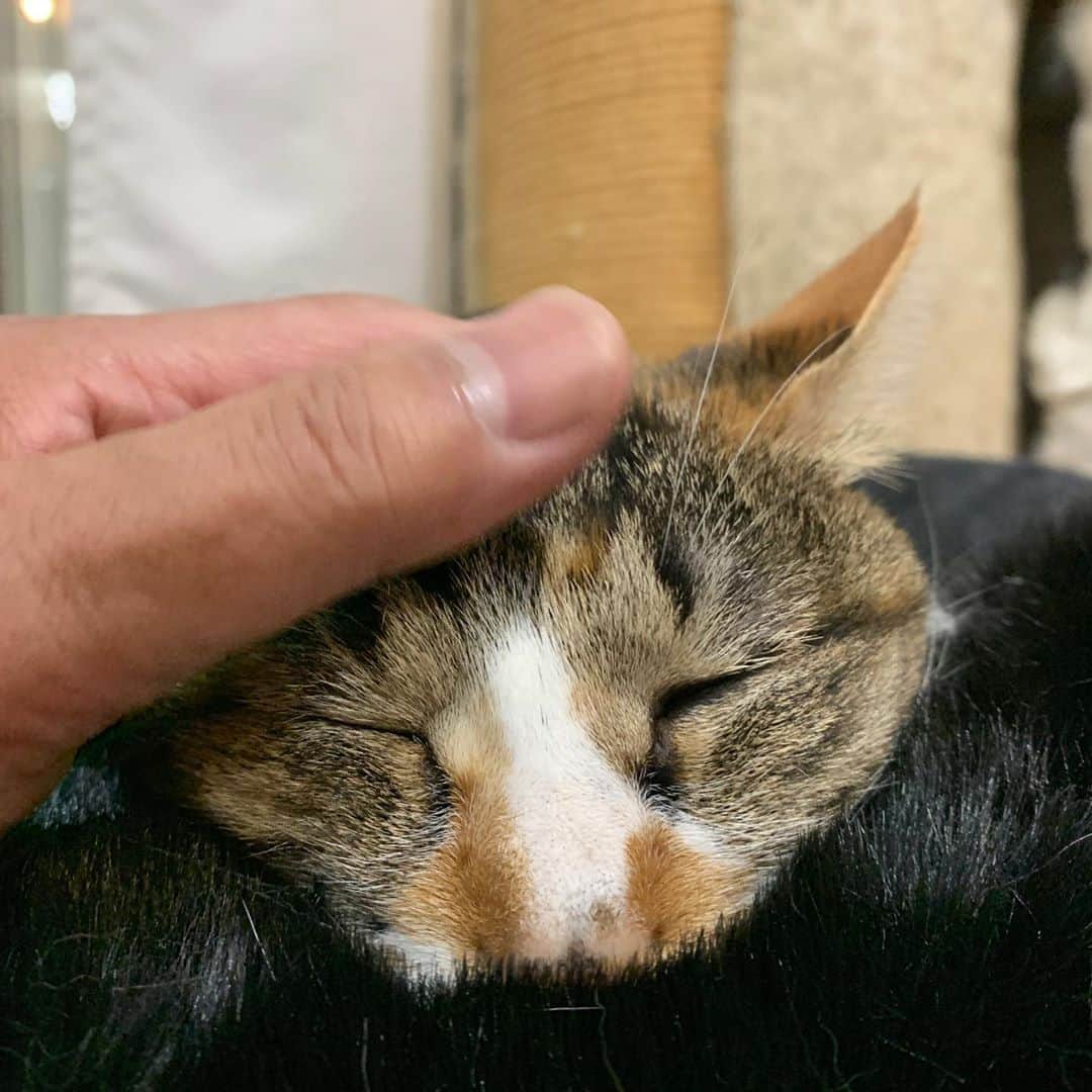 Kachimo Yoshimatsuさんのインスタグラム写真 - (Kachimo YoshimatsuInstagram)「カステラちゃん、アゴのせ #uchinonekora #castella #neko #cat #catstagram #kachimo #猫 #ねこ #うちの猫ら http://kachimo.exblog.jp」10月30日 22時09分 - kachimo