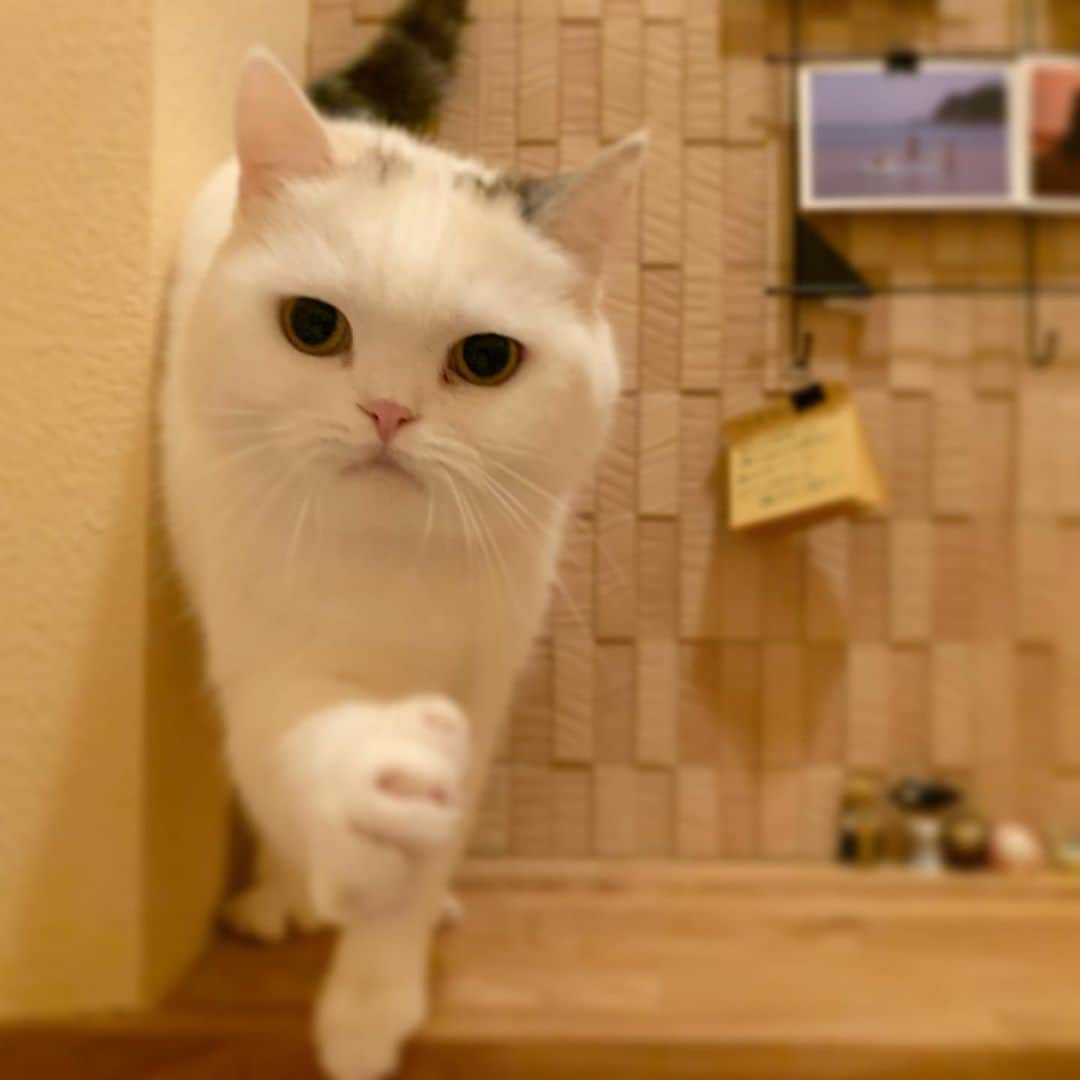 hanaのインスタグラム：「トイレに行こうとすると猛ダッシュで付いてくる🐈 2人っきりの時に甘えたいハナちゃん♡ 真面目にトイレに座ってるだけだと手を出してくる🐾  #ねこのいる生活 #ねこのいる暮らし #ねこと暮らす #cat #cats #catlover #cutecats #catsnap #catstagram #ilovemycat #adorble #ig_catclub #cats_of_instagram #kawaii #kawaii_cat #meowbox #bestmeow #fluffy #funnycritters #scottishfold #neko #kitty  #スコティッシュフォールド #スコティッシュ」