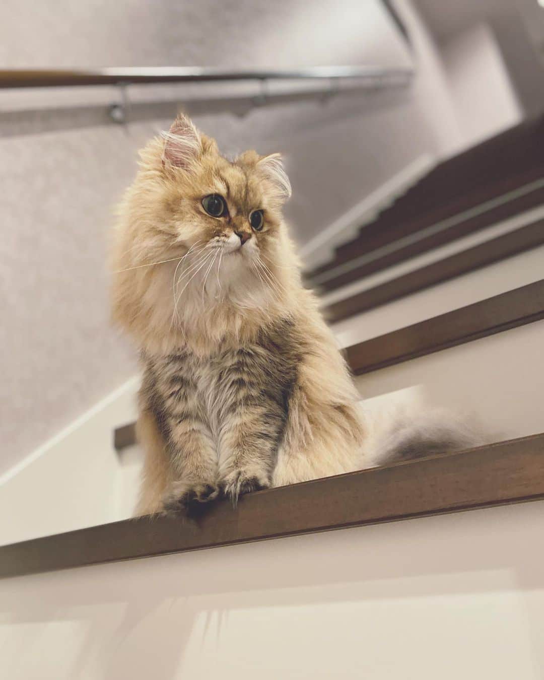 にこさんのインスタグラム写真 - (にこInstagram)「Niko is getting used to the stairs a little すこし階段に慣れてきて ちょこんとしてる  #cat #moving #newhome #stairs #ねこ #引越し #ちょこん #階段」10月30日 22時24分 - nikon.neko.official