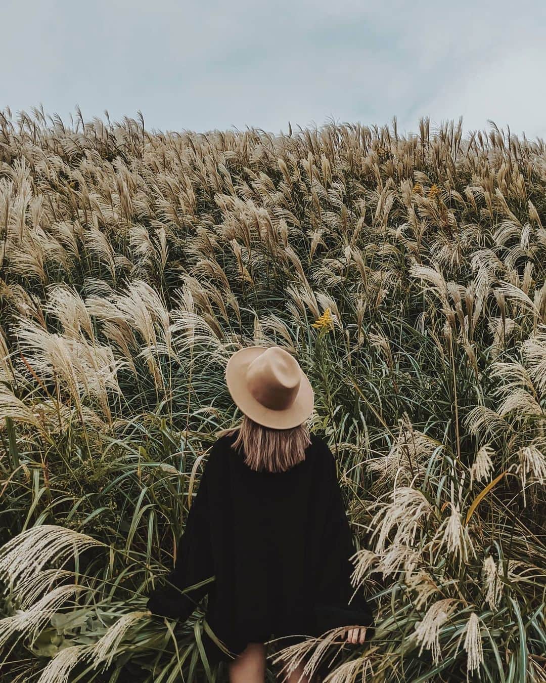 福田洋昭のインスタグラム：「Went to go shoot kokia and ended up getting lost in 🌾🌾🌾#GooglePixel5 #Pixelで撮影 #Googleのスマホ  @kkkkkkanna」