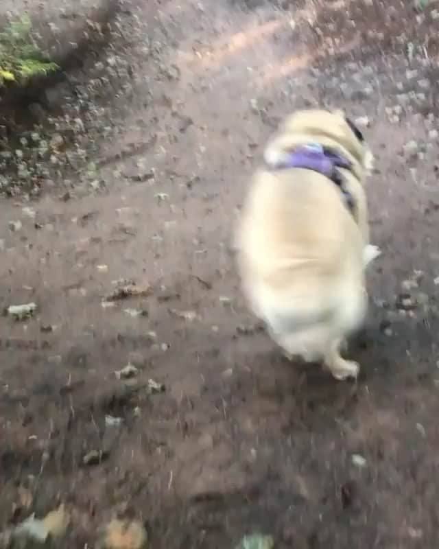 The Critter Havenのインスタグラム：「Looking for Food!!! Video by @alfiethepug_beat  #TheCritterHaven」