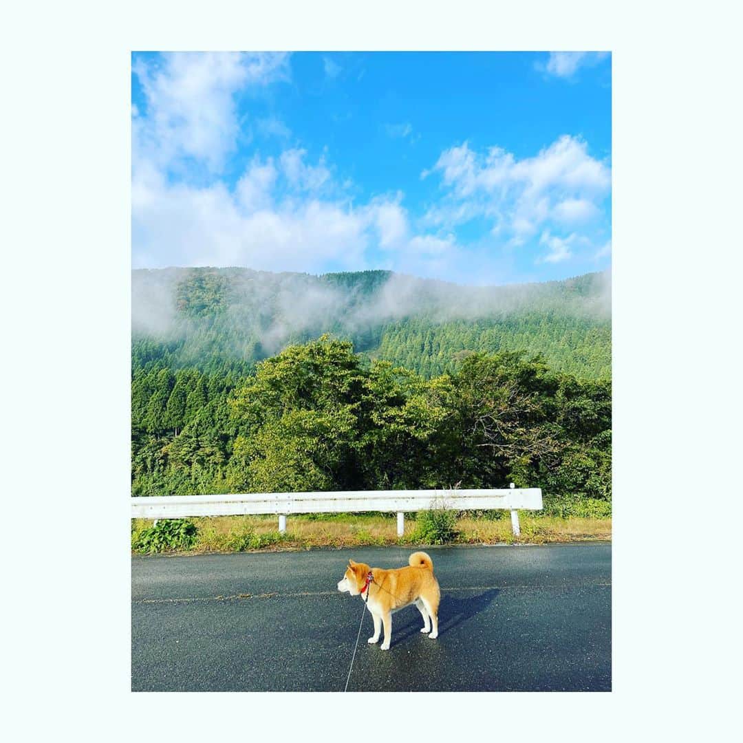Hanamichi ＆ ℕㆁℜ〡ｋㆁ♡のインスタグラム：「新しいあいほんカメラ キレイに撮れるよ😊 ・ #iphone12 #最高かよ #夜も綺麗に撮れる  #でも実はLINEの引継ぎ失敗してショック　 #ようやくホームボタンとさよなら #熊出没地域でのお散歩毎日ビクビク #shibastagram  #dogsofinstagram  #柴犬 #しばいぬ #子犬 #わんこ #dog #shiba #puppy #山 #青空」