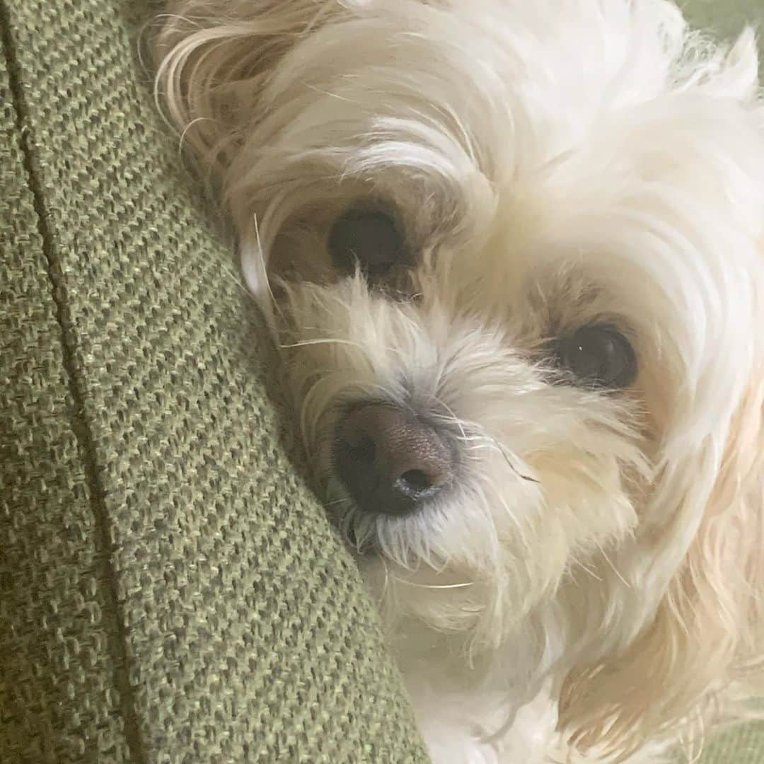 犬塚あさなさんのインスタグラム写真 - (犬塚あさなInstagram)「きゃわいこちゃん3  #マルプー」10月30日 23時08分 - wanchan_0319