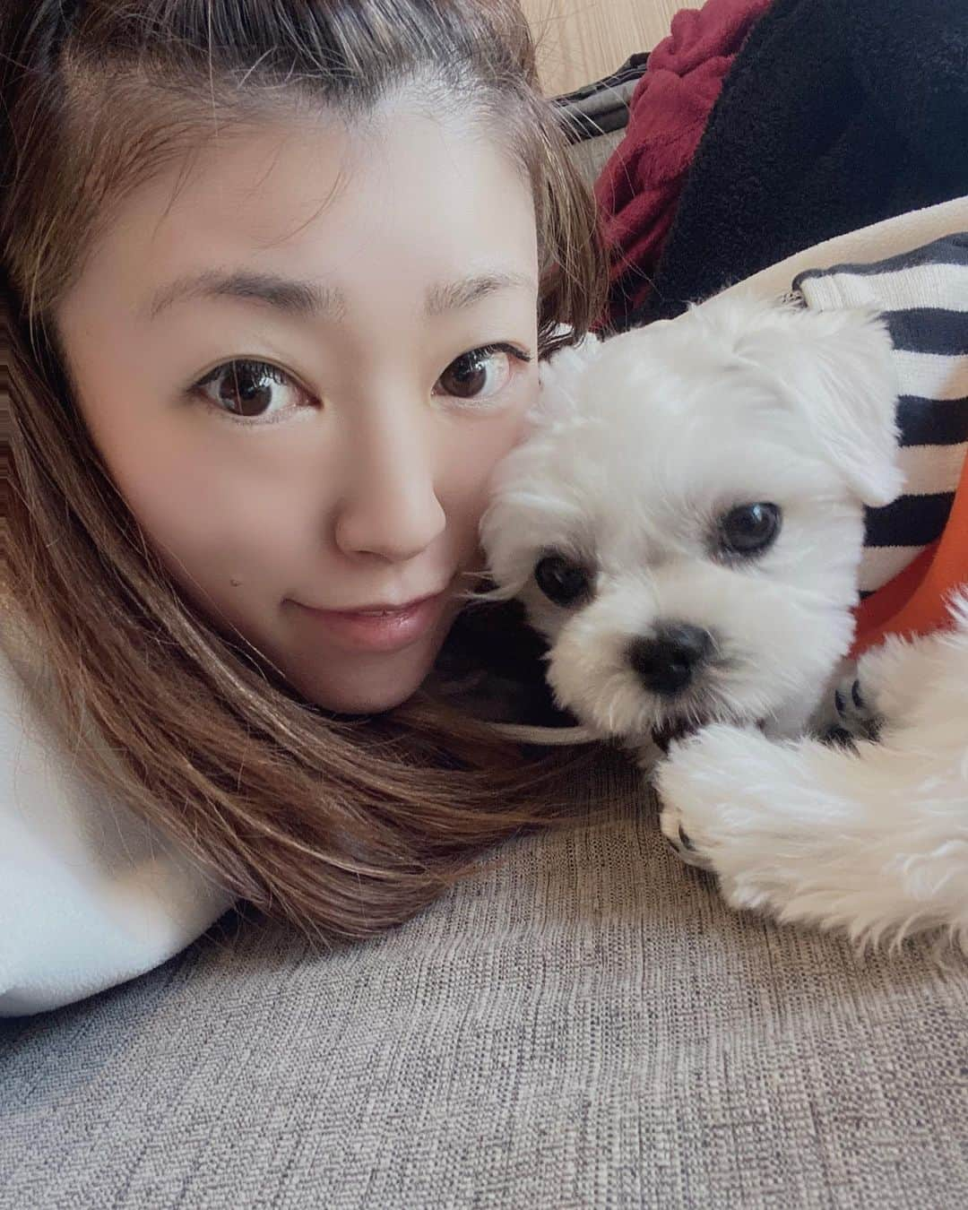 矢代梢さんのインスタグラム写真 - (矢代梢Instagram)「らぶ🐶❤️ #わたしの癒し #マルチーズ #ペキニーズ #マルペキ #mix #mix犬 #男の子 #わんこ #わんこのいる生活 #犬 #しゃくれ #らぶ #癒し #愛犬 #🐶 #🐾」10月30日 23時12分 - kozue_yashiro