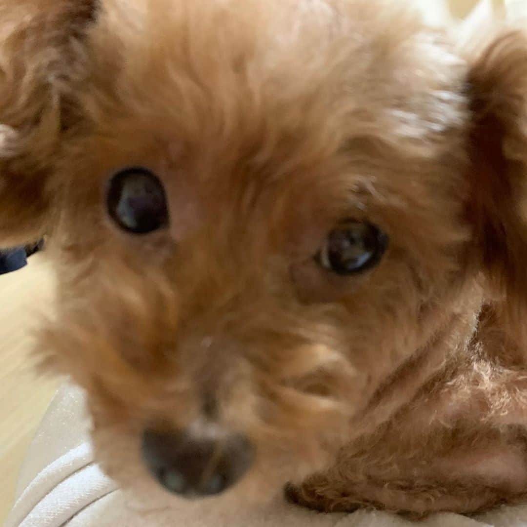 犬塚あさなさんのインスタグラム写真 - (犬塚あさなInstagram)「きゃわいこちゃん4  #トイプードル」10月30日 23時13分 - wanchan_0319