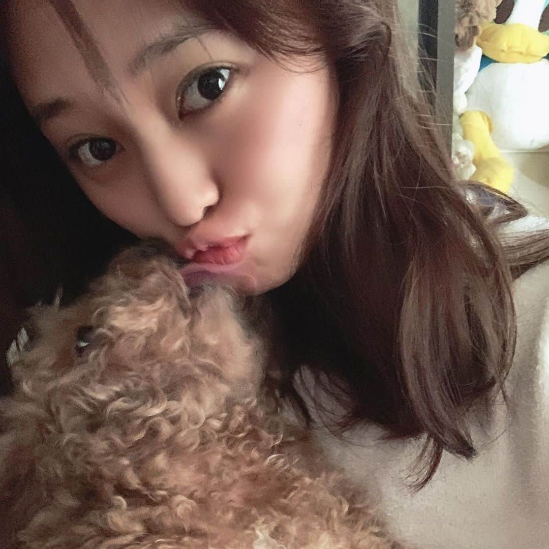 犬塚あさなさんのインスタグラム写真 - (犬塚あさなInstagram)「きゃわいこちゃん4  #トイプードル」10月30日 23時13分 - wanchan_0319