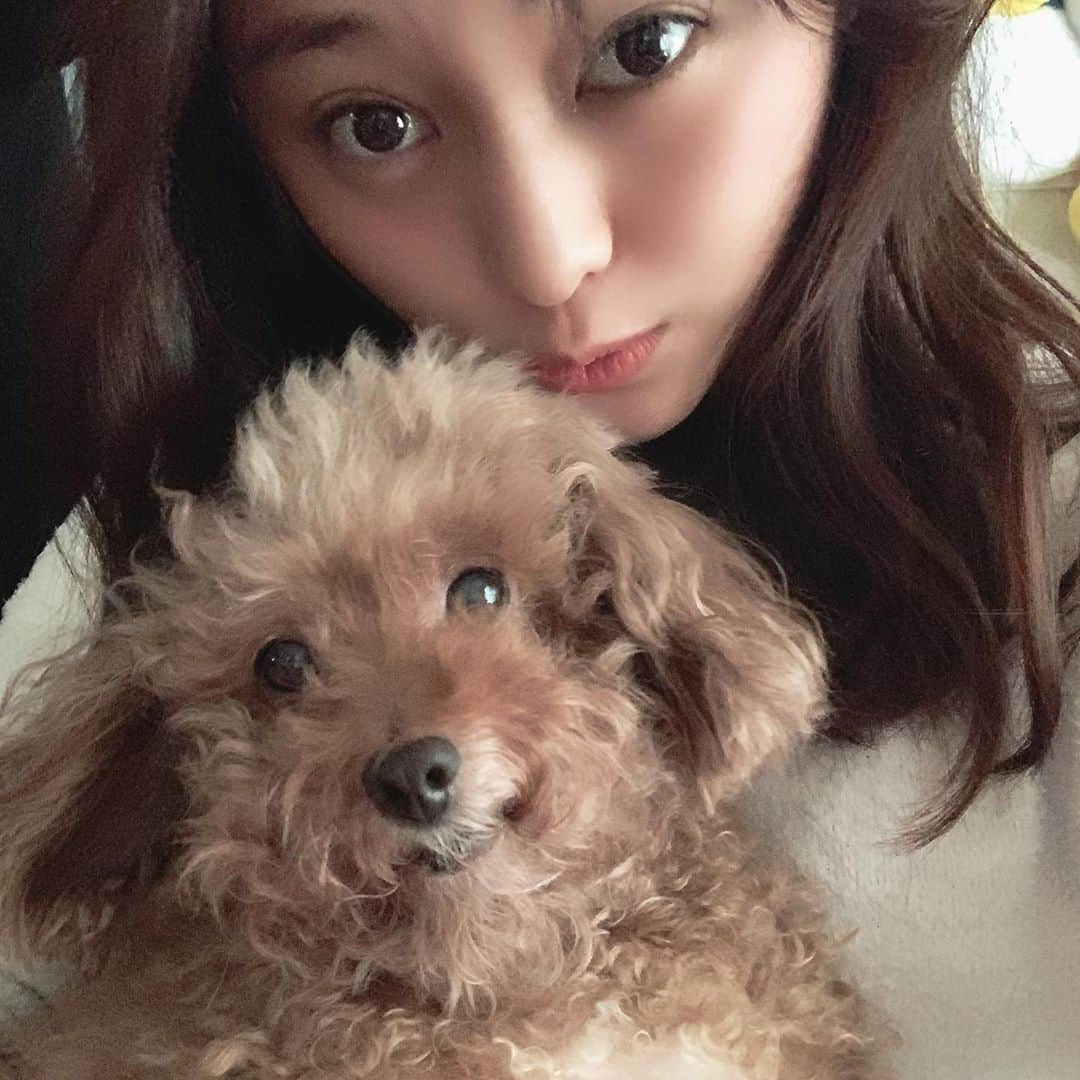 犬塚あさなさんのインスタグラム写真 - (犬塚あさなInstagram)「きゃわいこちゃん4  #トイプードル」10月30日 23時13分 - wanchan_0319