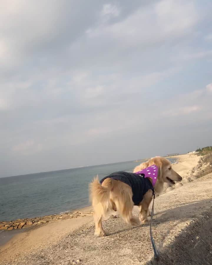 チズのインスタグラム：「海風感じて、るんるん散歩🐶💨 14歳まだまだ元気🐕🐾  #海んぽ 🏝 #よちよち歩き 🐾 #プリティオケツ 🍑 #波の音 #海の匂い #最高　✨ #絶景散歩 #動くマロン 🐕💨#movie 🎥 #Mダックス#ダックス#ミニチュアダックス #親父犬#シニア犬#ミニチュアダックスフンド #ミニチュアダックスクリーム#短足部 #短足犬#カニンヘンダックス #ダックス14歳#初老ライフ#親父の日常 🐶#カニンヘンダックスフンド#犬は家族#犬のいる生活#インスタでわんこみるのが日課 ♡♡」