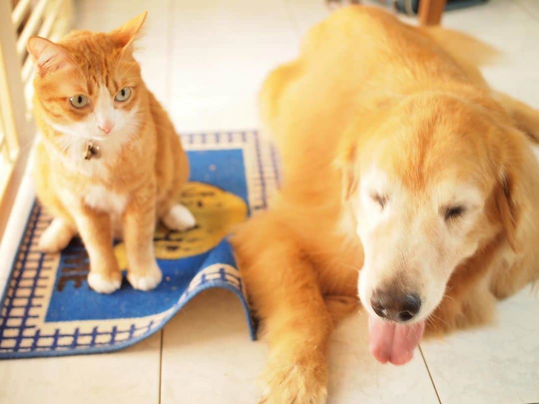 tamatamagoさんのインスタグラム写真 - (tamatamagoInstagram)「Hi 👋🏻 To our new followers (especially from today’s dodo’s video😆🎉) Thank for following  us😊Mamiao  and Honey are doing great😊 We are living in Thailand. Mamiao🐶 is 8years old Golden retriever. Honey😼 is 5 years rescued cat😊Two years ago we rescued another cat (tortie girl named Hana🐱) so we have two cats now😊I hope you enjoy our posts😊  　 マオハニ家の朝😊 雀がいっぱい来るのでね😆 　 ところでこないだ、マスクをして近所のスーパーに行った時‼️ 干したイカ🦑を揚げて売ってるお店があったんだけど、そこを通った時「あれ？この匂い…なんか知ってる…」って思ってマスク越しに深呼吸して分かったの！ 肛門腺絞った時のあの香り🤣🤣🤣(嫌いじゃないわ💕) 帰りがけも、行きのこと忘れて再び嗅いで「あーーー肛門腺のイカ屋だったわ〜💦💦💨🤣🤣」と一人ほくそ笑んだのでした😆😆  結構好きな方、多いですよね🤣あの香り〜🦑😆😆 　 2020/10/30  　 #犬と猫　#ゴールデンレトリバー　#茶トラ　#ゴールデンレトリバーのいる生活 #ペコねこ部 #pecoいぬ部 #わんこなしでは生きていけません会 #大型犬 #goldenretriever #dogandcat #meowvswoof #meowsandwoofs #goldenretrieversofinstagram #goldenretrieverlove #ilovegolden_retrievers #dogofinstagram #cutepetclub #gingercat #thailand」10月30日 23時21分 - tamatamago