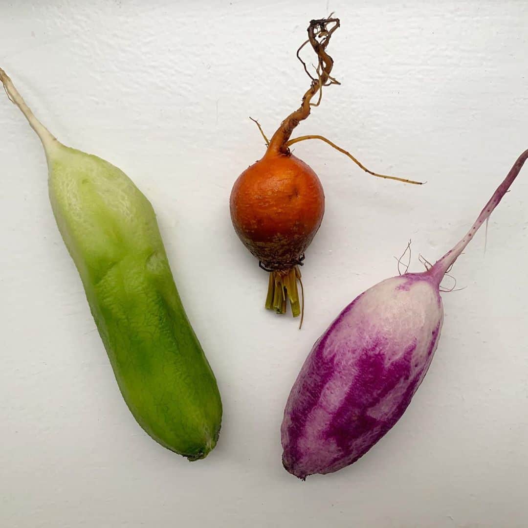 大塚良子のインスタグラム：「Farm to Table this week🍆 #ryokos_kitchen  農場から持ち帰った綺麗な大根を蜂蜜、お塩、塩、胡椒、お酢、唐辛子、ローリエでピクルスにしたら美味しくて、あっという間になくなりそう😋  マンハッタンへ越してからも @unionsqmarket が近くなったので野菜や鴨肉などもよくここで買ってます。農場から採れたての野菜や魚、肉を家まで届けてくれる @farmtopeople も利用したいなと思ってるところです。 野菜が美味しいとそれだけで何かハッピー。  甘みはヤーコンシロップや蜂蜜、甜菜糖をメインに、バターはGrass fedのGHEEとアイリッシュバターがお気に入り。オリーブオイルはいつも  @oliveoillovers でまとめ買いしてます。」