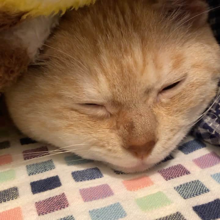 ruiruiのインスタグラム：「福ちゃんは元気です（2020/10/30） . . 病院から帰ってきてスヤスヤ寝ている福ちゃんです。 お鼻の方が詰まっていたようで、食欲も少し落ち、眠る体勢もいつもとは違いちょっと辛そうにしていました。 心配だったので、今日の夕方いつもの病院に連れて行きました。 猫風邪をもっている福はこの時期に発症すると危険ということで、すぐにステロイドのお注射をしてもらいました。 ステロイド注射をしてもうとお顔の腫れも治るので、飲み薬よりも注射の方で進めていきましょうと言う事になりました。 帰ってきてからすぐはまだ辛そうで、なかなか眠る事もできませんでしたが、そのうちスヤスヤと気持ち良さそうに寝てくれたので安心しました。 . . いつもたくさんの応援コメントをありがとうございます🙏🏻 . . Unexplained facial swelling Fuku-chan is on anti-cancer drug treatment Anti-cancer drug treatment will end next time.  Anti-cancer drug treatment started after radiation therapy. He is dressed to protect the treated area . .  #抗がん剤治療中 #放射線治療 #皮膚型リンパ腫 #リメイク猫服 #福ちゃんは耳が聞こえない #右目失明 #元野良猫 #保護猫 #猫 #にゃんこ #にゃんすたぐらむ #ねこ #茶トラ #ねこ部 #ふわもこ部 #ペコねこ部 #pecocat #mofmo #deafcat #cute #cat #cats #catlover #catstagram #instacat #Instagramcats #ilovemycat  #catsofinstagram #catstagram_japan」