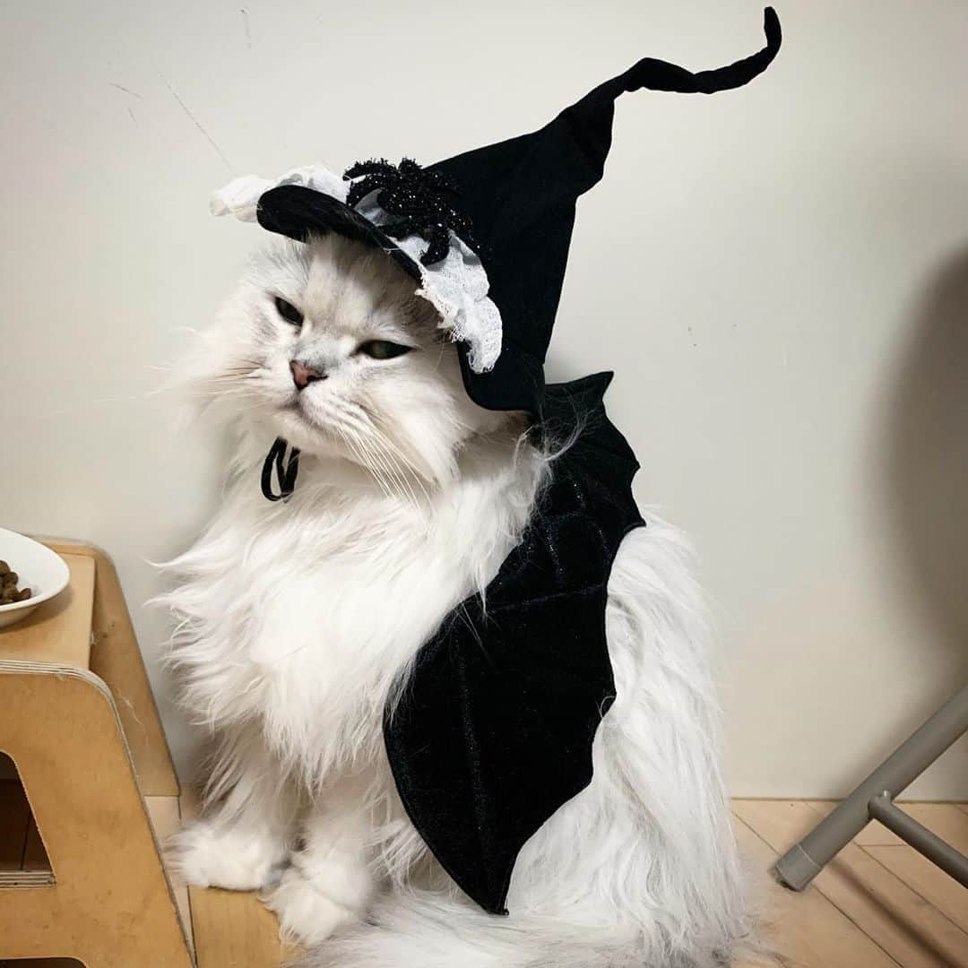 후추네큰언니のインスタグラム：「언니 꼭 이르케 할로윈이라구 날 개로펴야게써? 🎃🦇👻 나는 안챙기고 너는 챙기는 날   #후추  #고양이  #냥스타그램 #캣스타그램  #Hoochu #Hoochuthecat #cat #cats #catstagram #catsofinstagram #topcatphoto #bestmeow #ilovecat #cute #fluffy #petstagram #instacats  #halloween #Costume」