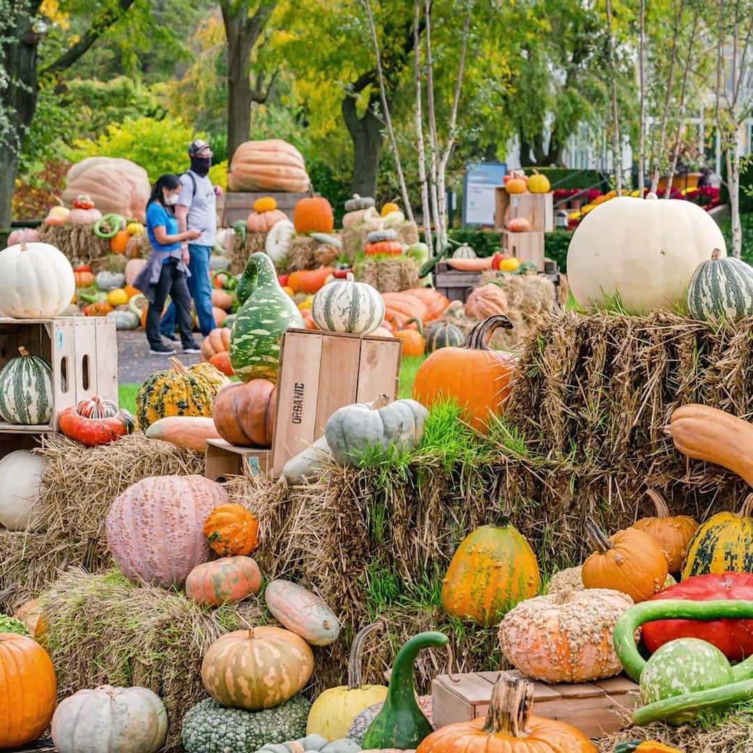 ニューヨーク植物園のインスタグラム：「From the most gigantic of pumpkins to the quirkiest of gourds, the Great Pumpkin Path and its thousands of cucurbits are getting ready for one last weekend. . Spend Halloween exploring the path with its long-necked gourds and squashes, thousands of pumpkins both edible and decorative, and three of the largest pumpkins grown in 2020—each weighing in at over 2,000 pounds. They'll only be around through this Sunday, November 1, so don't miss out! . #plantlove #AllInNYC」