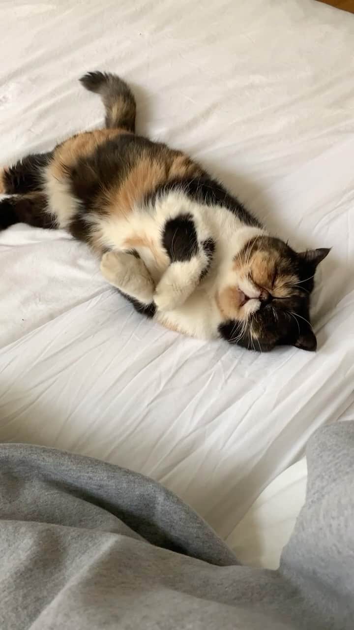 Pudgeのインスタグラム：「Me trying to get work done when Pudge always wants to be brushed 🥺」