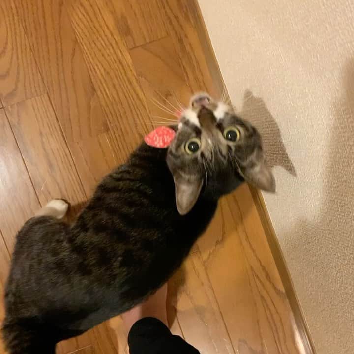 takegaeruのインスタグラム：「まとわりつくきゃわたん あ〜幸せ😽😽❤️ #猫 #cat #よもねこ #よもぎねこ #キジトラ #きじとら」