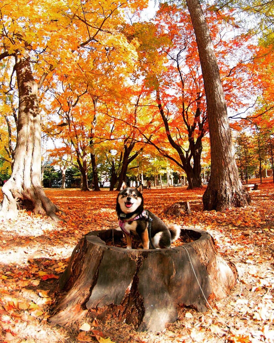 吾子さんのインスタグラム写真 - (吾子Instagram)「・ ・ 秋ですよー🎃 🍁💕 ・ ・ ハッピーハロウィン🎃 💕 ・ ・ ・ ・ ・ ・ ・ #happyhalloween  #明日コスプレするよん🐶💕 #Sapporo ・ 北海道の柴犬 #柴北会 の皆ワン🐶💕早くみんなで安心してお散歩ができますように🐶👍🏻💕 ・ #adorable #instadog#shibainu#dog#instagramjapan#instashiba#kuroshiba #kuroshiba#socute #cutedog#いぬのきもち #黒柴 #dogstagram_japan」10月31日 0時05分 - acoshiba