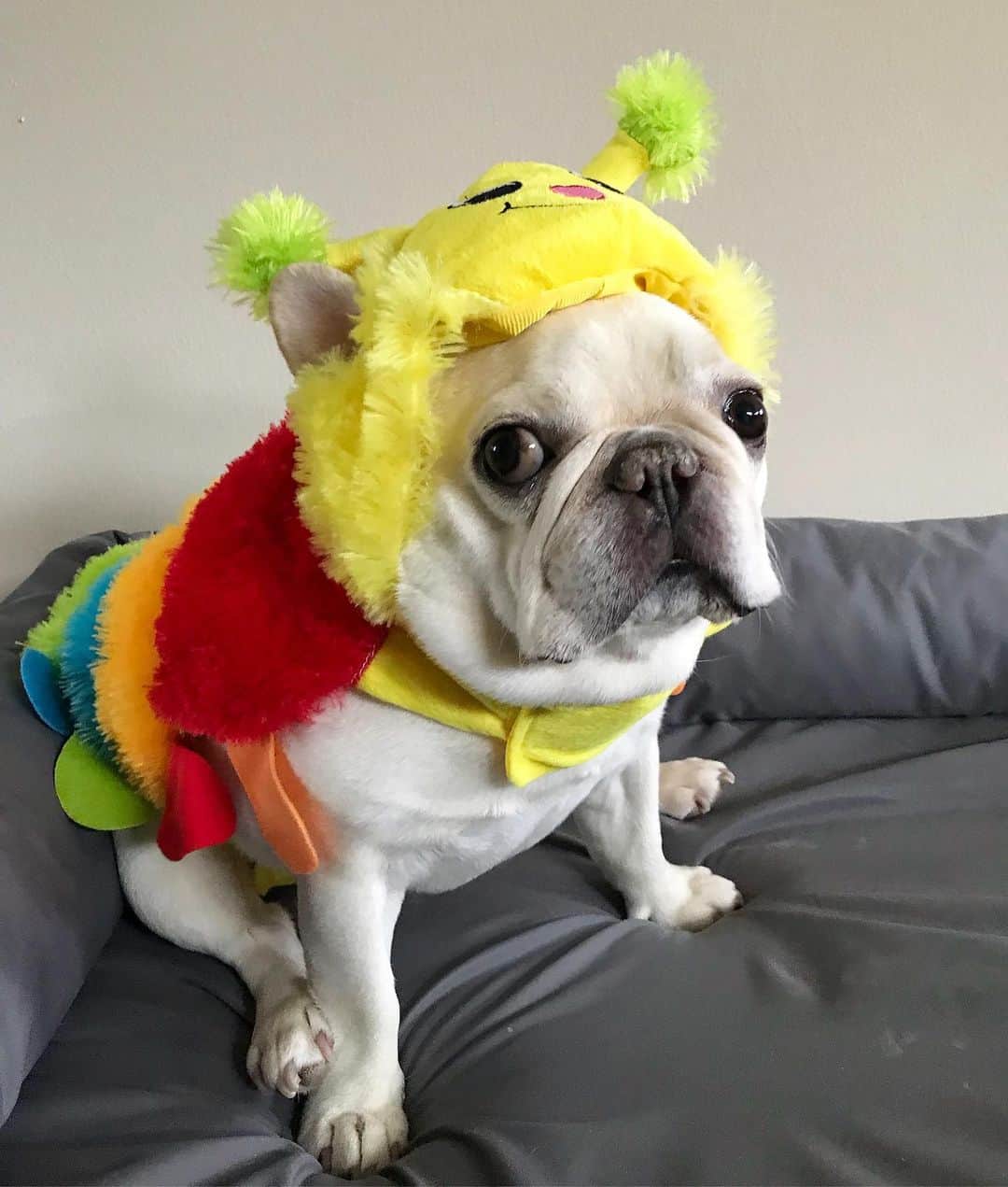 Sir Charles Barkleyのインスタグラム：「Do you remember that year I went as a sexy caterpillar? #toomuchleg #showingskin」