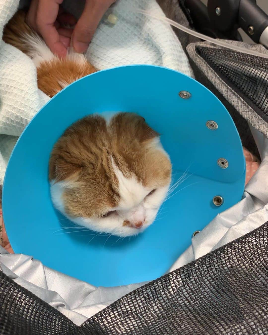 のんたのインスタグラム：「Day2💉 今日もカートの中で点滴をしてもらいました🏥 のんちゃんは一度だけ「にゃっ」と泣いて(2枚目の写真)あとはずっと静かに落ち着いていました。待合室での表情もいつもと違う！  のんちゃんは本当に病院が大嫌いで泣き叫ぶのはいつものこと、呼吸が乱れるほど興奮したり暴れたりする子でした。それを思うと信じられないくらいいい子でがんばっています！ ・ 1つ前の投稿に沢山の応援ありがとうございました！ たくさんの方がのんちゃんを思ってくださっていることを知りとても嬉しかったです。のんちゃんにも伝わっていると思います💗 明日もがんばります💉」