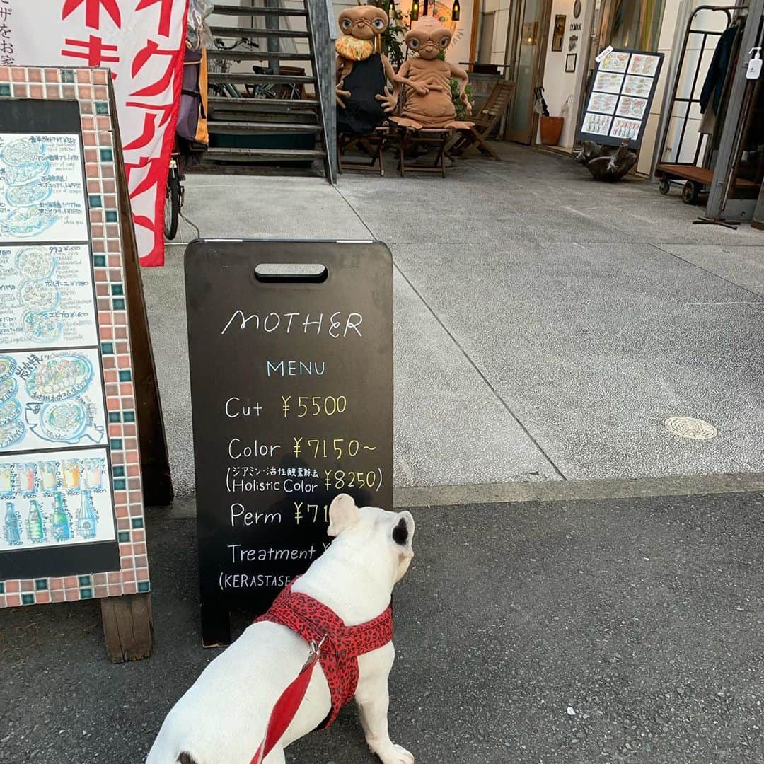 のインスタグラム：「マイリー散歩  なんだ、あいつ！？  #フレンチブルドッグ #フレブル #frenchbulldog #なべやかん #フレブル好きと繋がりたい #フレブルのいる生活 #マイリー散歩 #マイリー #miley #下北沢 #下北沢散歩 #et」