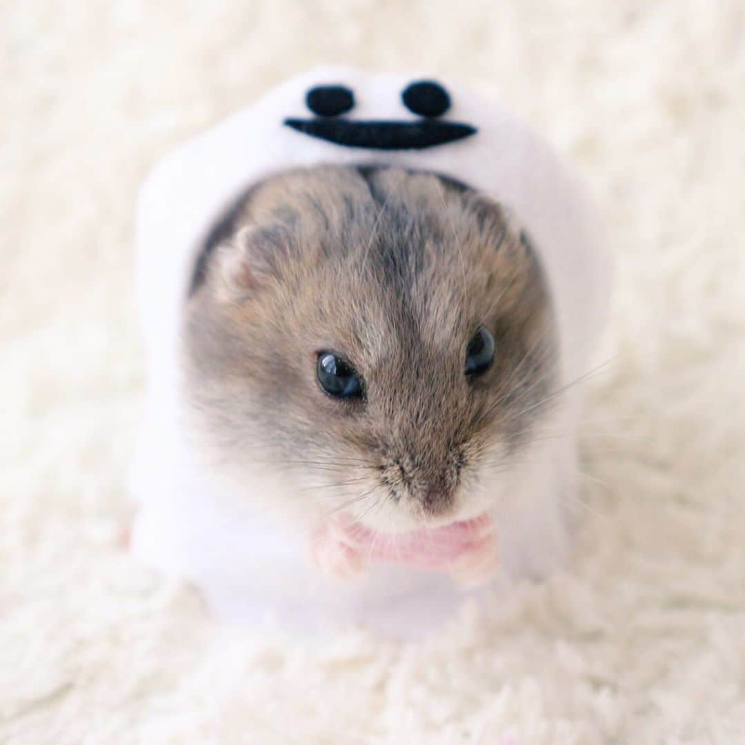 hamster_mocoのインスタグラム