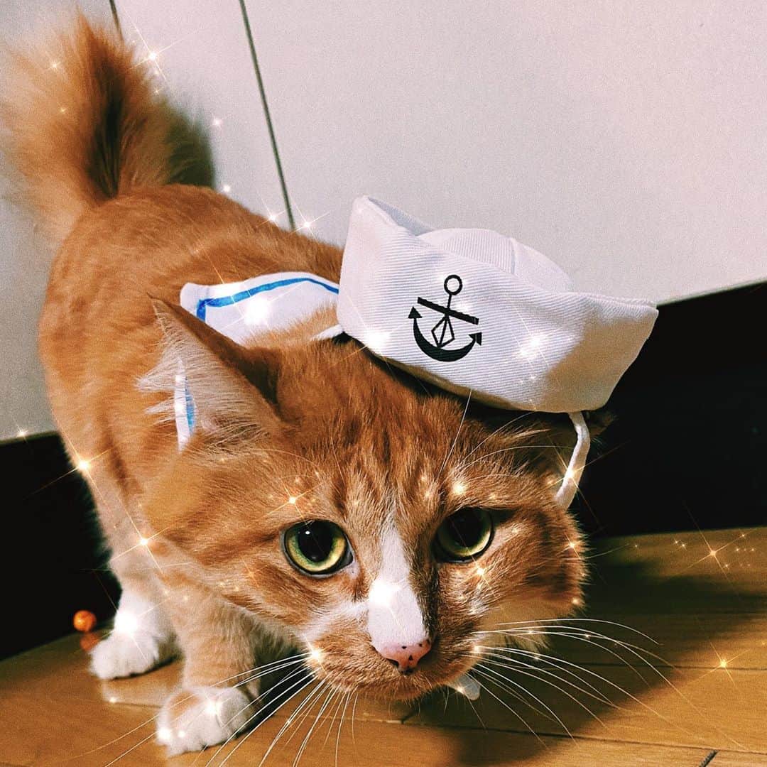 テンテンコのインスタグラム：「HALLOWEEN CATS🎃」