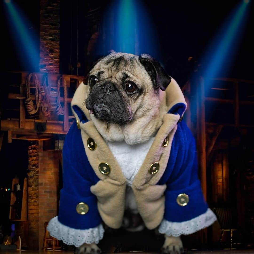 itsdougthepugさんのインスタグラム写真 - (itsdougthepugInstagram)「“Hamilpug, the musical” -Doug」10月31日 0時46分 - itsdougthepug