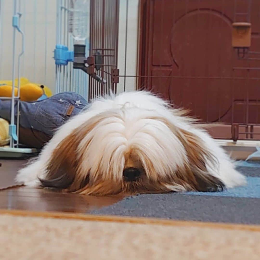 Kukkaのインスタグラム：「いぬまんじうの妖怪？ #いぬまんじう」