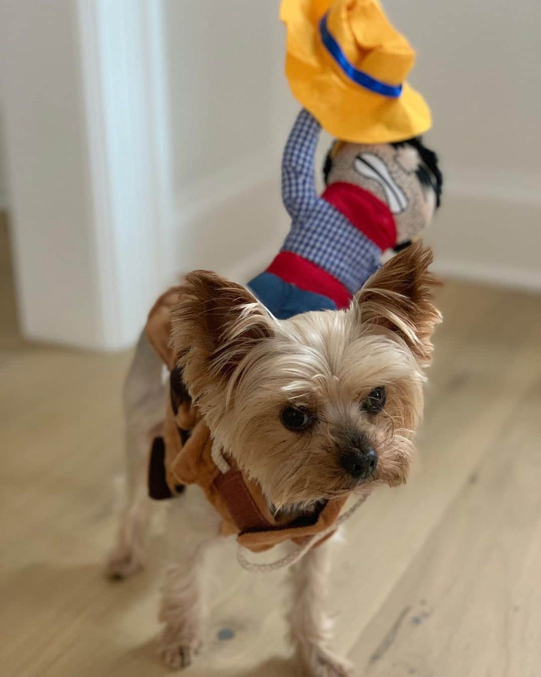 のインスタグラム：「It's almost #halloween ! Yeeehaw!」