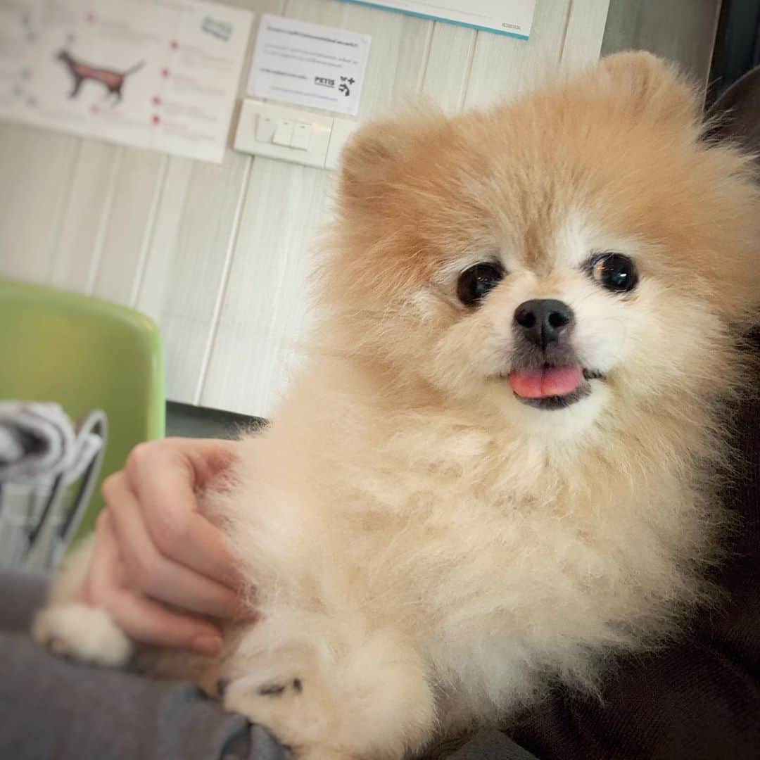 Ella Chuffyのインスタグラム：「♥︎🐶☁︎💭🌴🌳🍄🐛🧟‍♀️ me thinking what to be on this Halloween 🎃 . . . . . . . . . . #ellachuffy #pet #petstagram #pomeranianpage #dog_features #pomeraniansofinstagram #dogsofinstaworld #stayhome #cutedogs #pomeranian_lovers #pomeranianlife #pomeranianworld #teddybeardog #pomeranian #dogsofinstaworld #aplacetolovedogs #dogoftheday #justpomeranians #fluffypack #dogoftheday #anmlsposts #thedailypompom #picoftheday #犬 #狗 #everydaydoglover  #justpomeranians @justpomeranian @tinnypaws #pomeranian_moments」