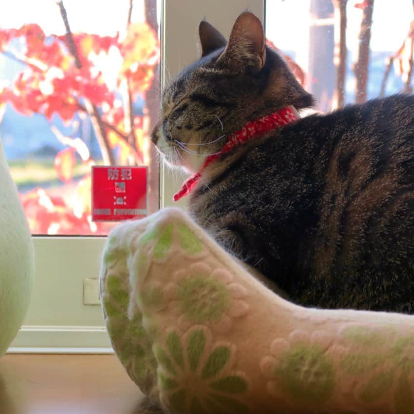 takegaeruのインスタグラム：「おはにゃ🍁 庭木の紅葉がピークです #猫 #cat #よもねこ #よもぎねこ #キジトラ #きじとら」