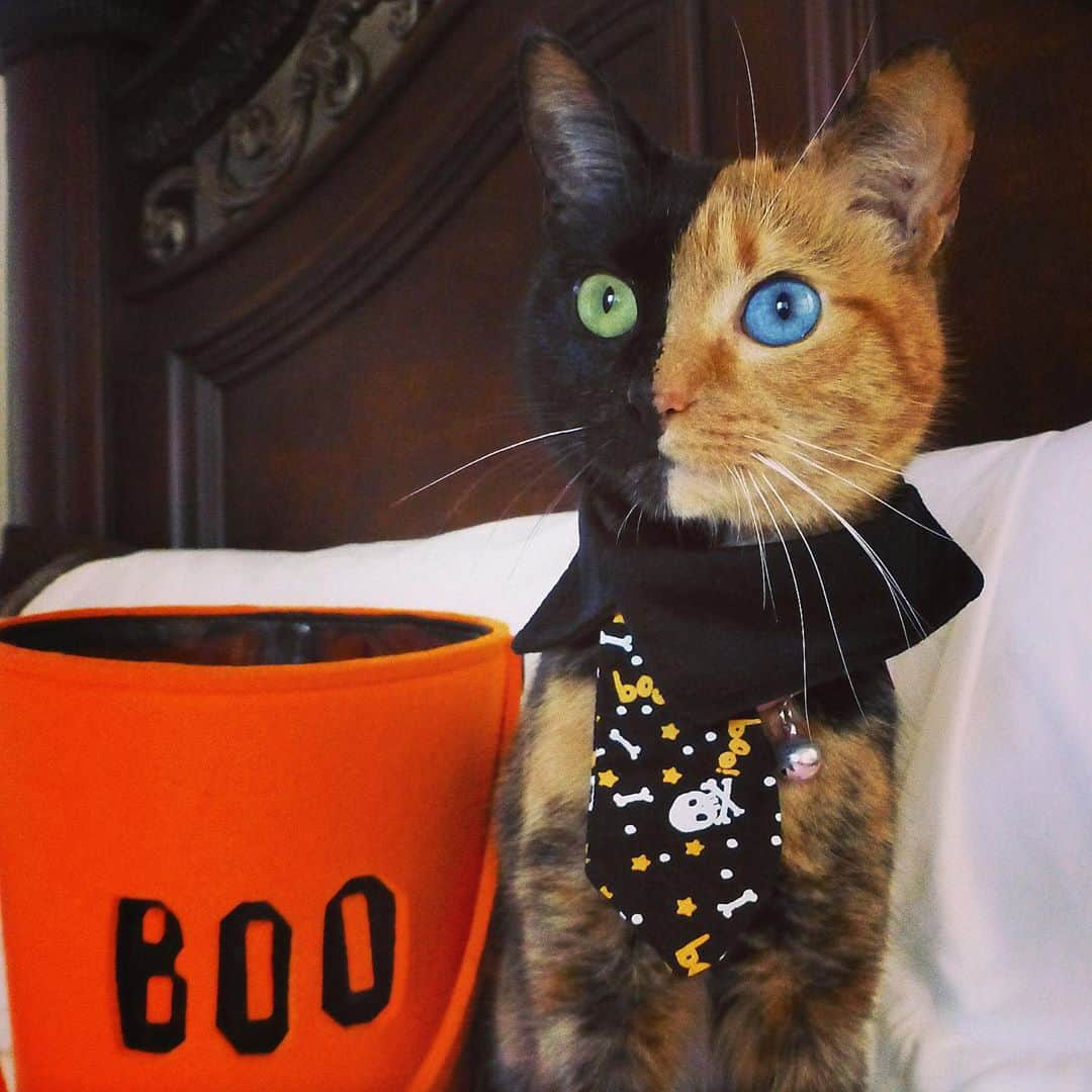 Venus Cat のインスタグラム：「#fbf of Halloween 2012 - still not photoshopped ... 😹😹 #halloween #boo #trickortreat #flashbackfriday」