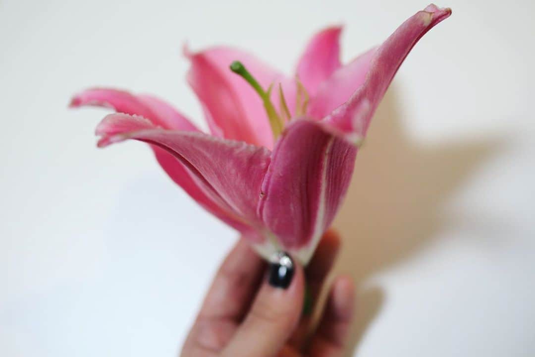 あやみ旬果さんのインスタグラム写真 - (あやみ旬果Instagram)「咲いてくれてありがとう」10月31日 2時00分 - ayami_syunnka0815