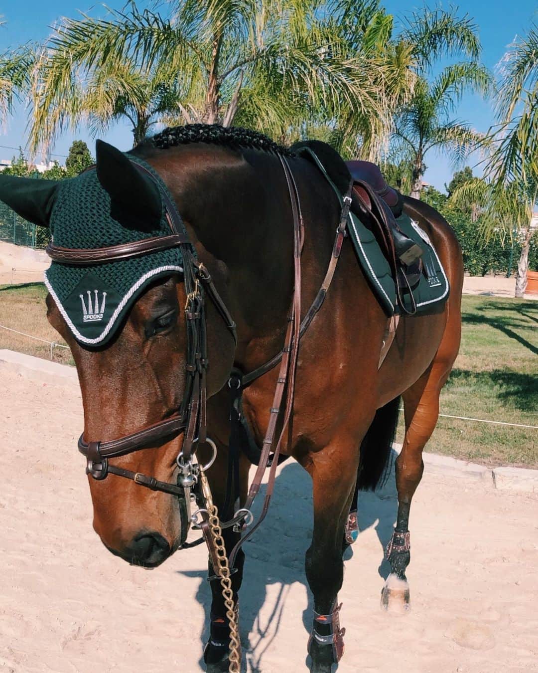 ジュディ舞衣のインスタグラム：「Pommie is happy to be out of the cold German weather☀️🌴」