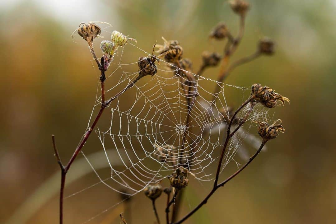 アンジー・ペインさんのインスタグラム写真 - (アンジー・ペインInstagram)「Webs — some dry, some dewy — all lovely. When I was young I had a traumatic encounter with spider webs while exploring the shore of Lake Cumberland. My best friend and I had scrambled up to a ledge that nature had carved out of the shale-covered shore and ventured across. As we did, we were greeted by giant spider webs taller than us that suddenly seemed to be blocking all potential exits. This sent me into a complete panic, because it was obvious to my pre-teen brain that giant spider webs must be made by equally giant spiders (duh). I don’t remember how I kept from jumping off that ledge in that moment of panic, but obviously I made it out (mostly) unscathed. I like to think that whatever strategies I used to mentally reframe those webs as something less threatening that day might have been the tiny seed that has now grown into a fascination with spiders and webs and all their complex beauty. It took almost 25 years to get there, but better late than never.  • • • #macro #macrophotography」10月31日 2時15分 - angelajpayne