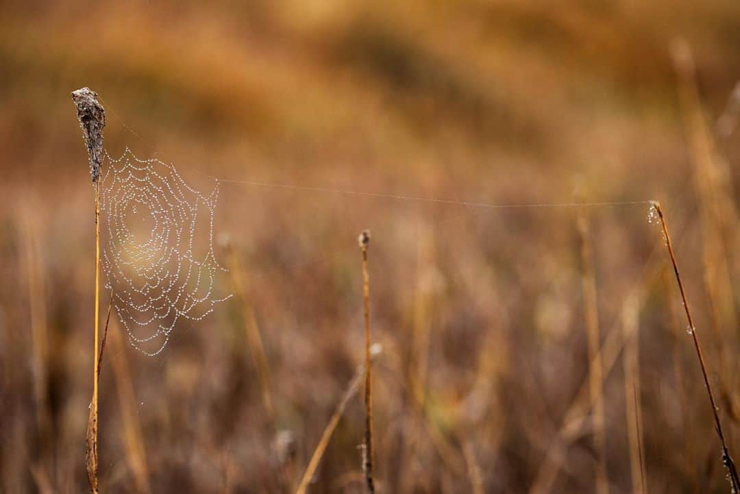 アンジー・ペインさんのインスタグラム写真 - (アンジー・ペインInstagram)「Webs — some dry, some dewy — all lovely. When I was young I had a traumatic encounter with spider webs while exploring the shore of Lake Cumberland. My best friend and I had scrambled up to a ledge that nature had carved out of the shale-covered shore and ventured across. As we did, we were greeted by giant spider webs taller than us that suddenly seemed to be blocking all potential exits. This sent me into a complete panic, because it was obvious to my pre-teen brain that giant spider webs must be made by equally giant spiders (duh). I don’t remember how I kept from jumping off that ledge in that moment of panic, but obviously I made it out (mostly) unscathed. I like to think that whatever strategies I used to mentally reframe those webs as something less threatening that day might have been the tiny seed that has now grown into a fascination with spiders and webs and all their complex beauty. It took almost 25 years to get there, but better late than never.  • • • #macro #macrophotography」10月31日 2時15分 - angelajpayne